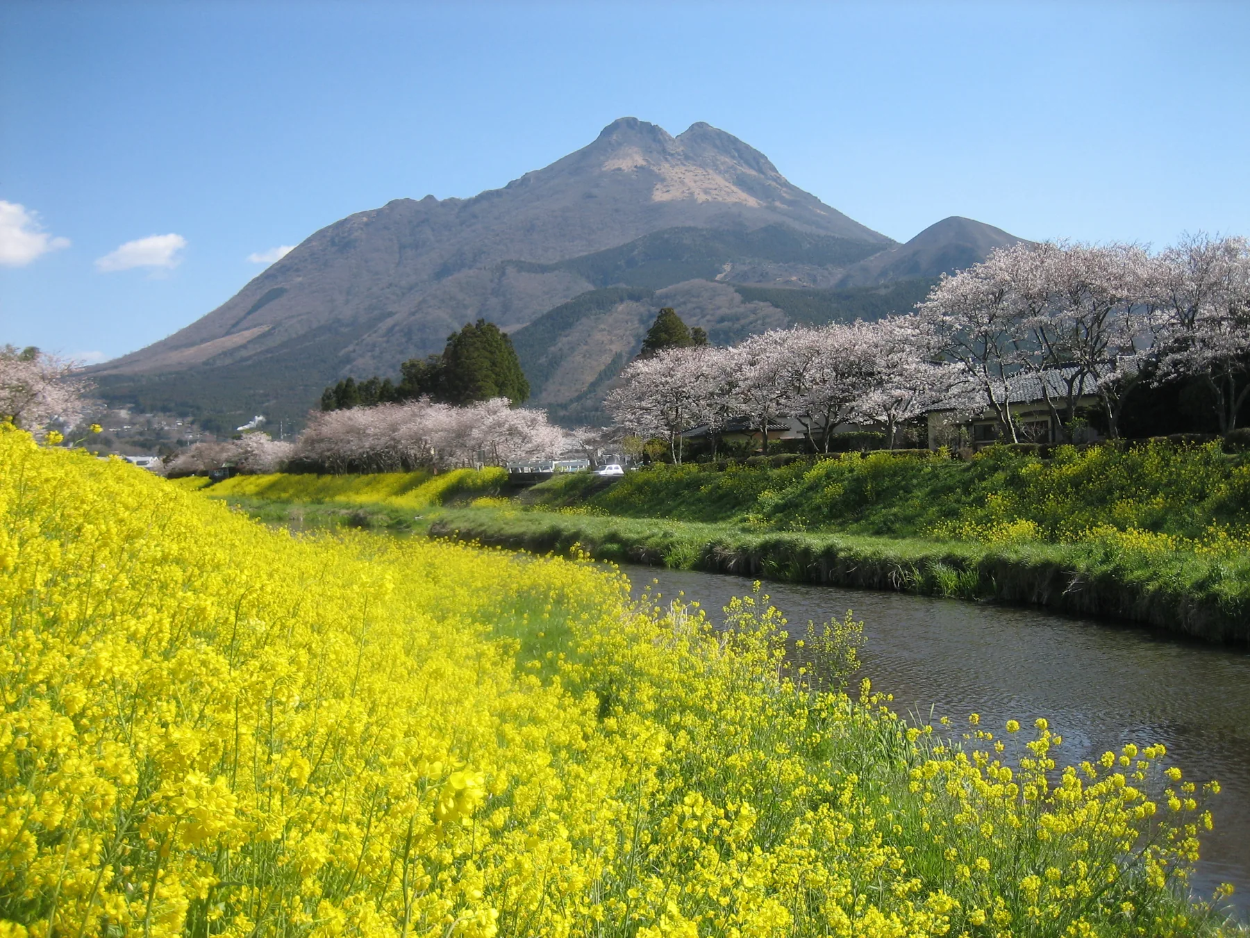 春の由布岳と大分の田園風景